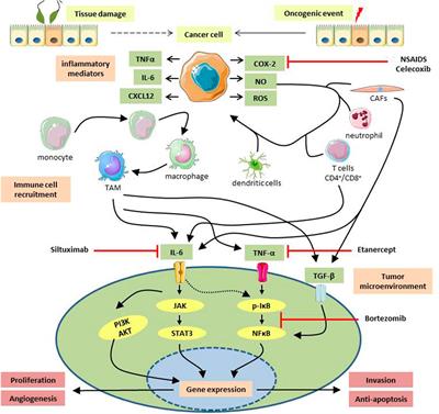 Insights Into the Regulation of Gynecological Inflammation-Mediated Malignancy by Metalloproteinases